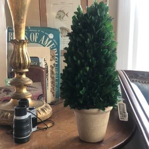 NWT boxwood cone topiary plant